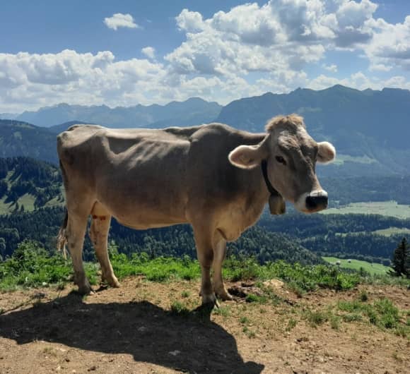 Leben so entspannt wie eine Kuh auf der Alpe